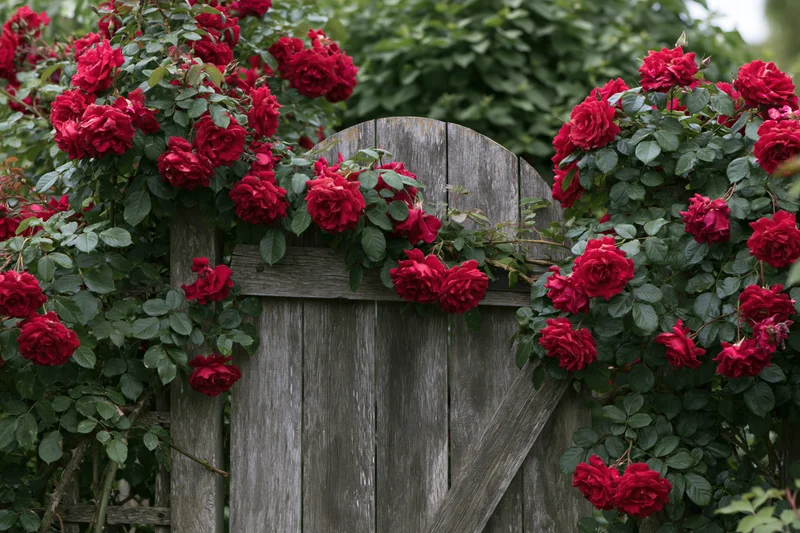 Climbing red roses in full bloom cascading over a weathered wooden garden gate