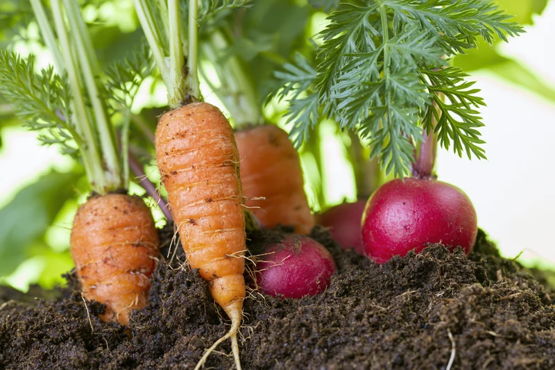 Carrots and radishes growing in soil with green leaves at ground level