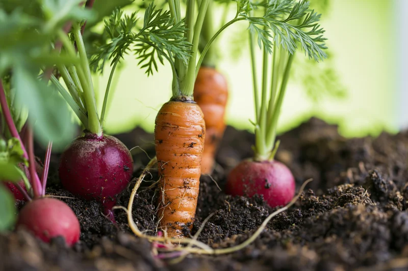 Carrots and radishes growing in soil at ground level with green leaves and stems visible
