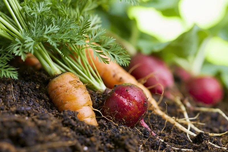 Carrots and radishes growing in soil with green tops visible at ground level