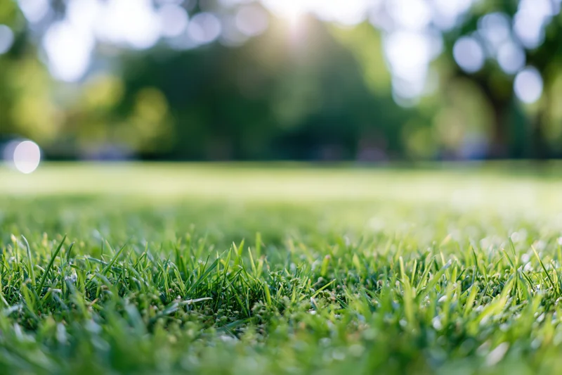 Close ground-level view of lush green grass lawn stretching into a sunlit park with blurred trees in the background