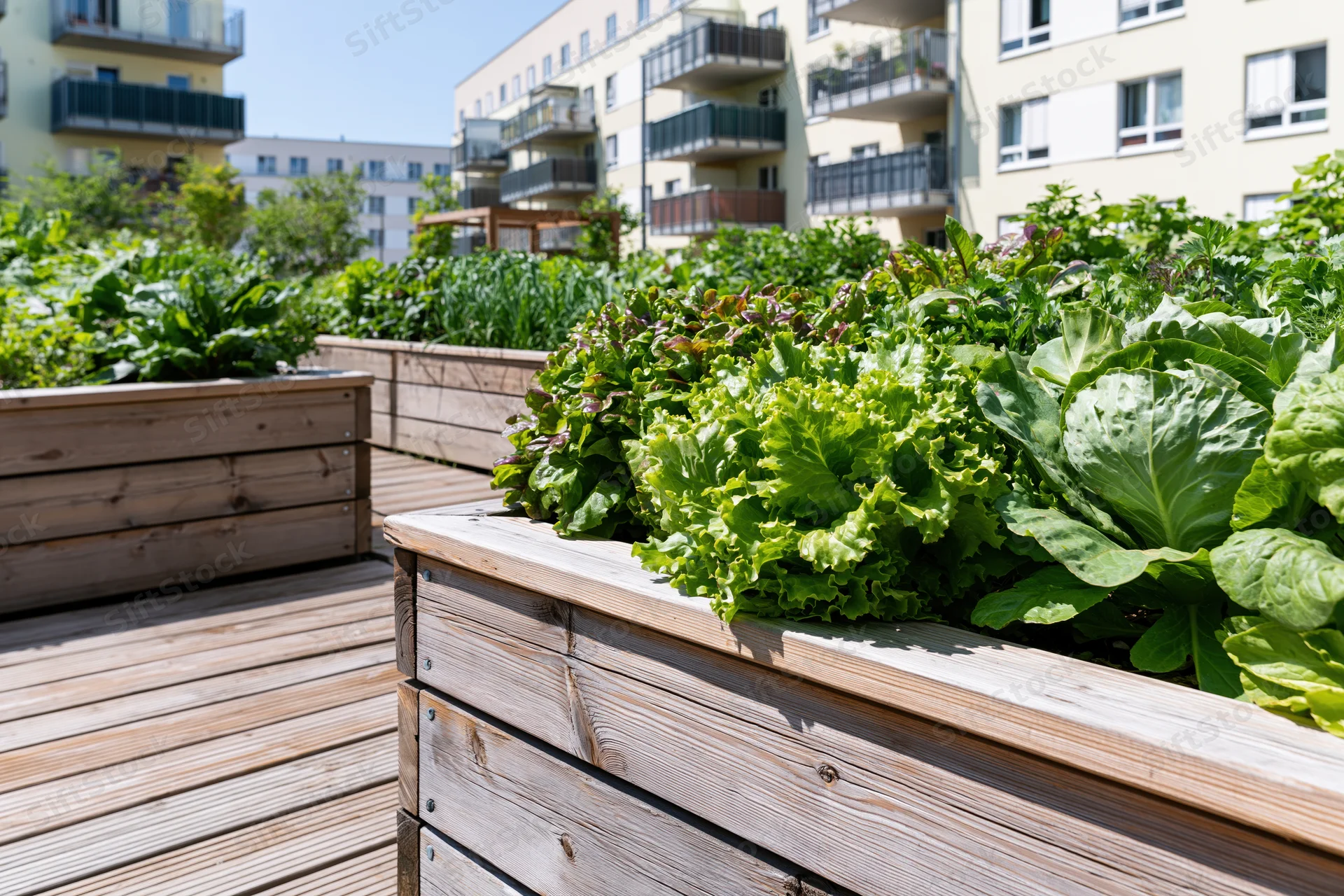 Wooden raised beds with leafy vegetables in an urban garden on a deck beside apartment buildings