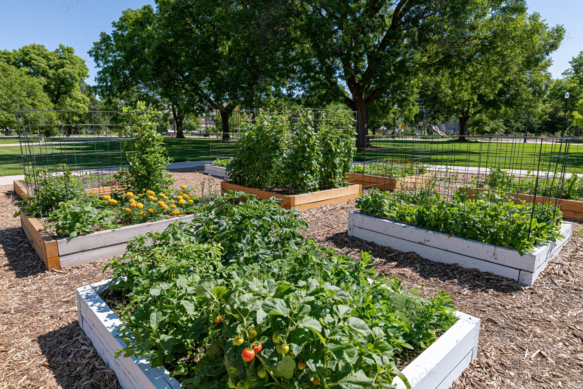 Community vegetable garden with raised wooden beds growing tomatoes and leafy plants in a park setting