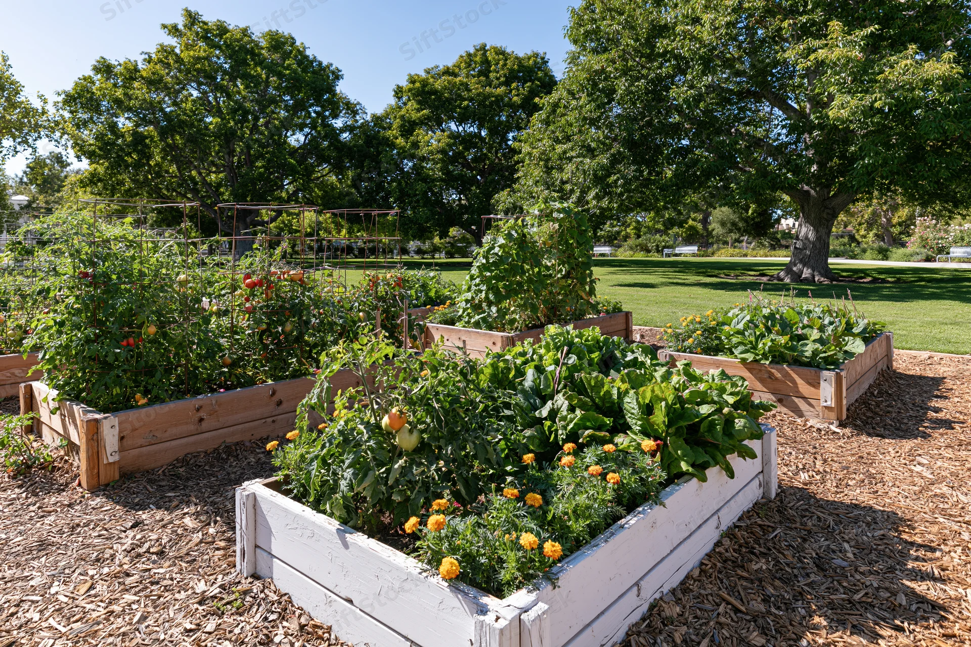 Raised wooden garden beds with tomato and marigold plants in a sunny community garden