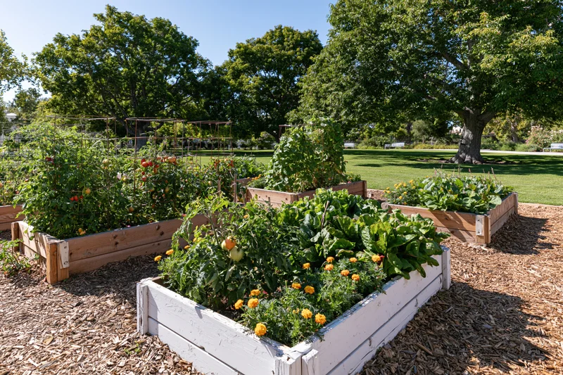 Raised wooden garden beds with tomato and marigold plants in a sunny community garden