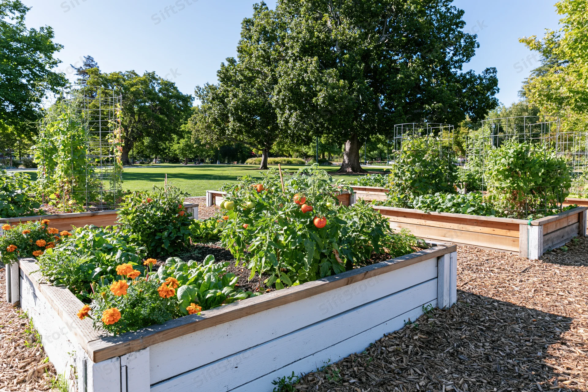Raised vegetable beds with tomatoes and flowers in a community garden on a sunny day
