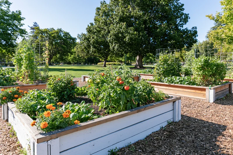Community vegetable garden with raised wooden planters