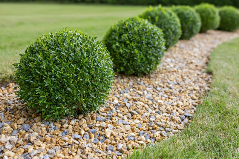 Row of round clipped boxwood shrubs along a gravel garden border between lawns