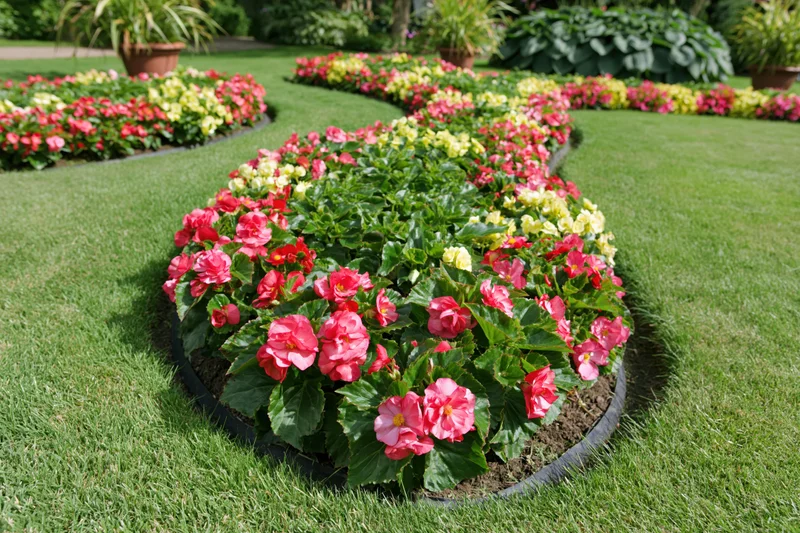 Curved flower beds with pink red and yellow begonias in a green lawn garden