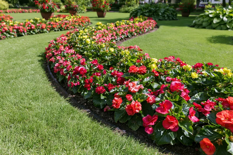 Curved flowerbeds filled with red pink and yellow begonias in a manicured garden