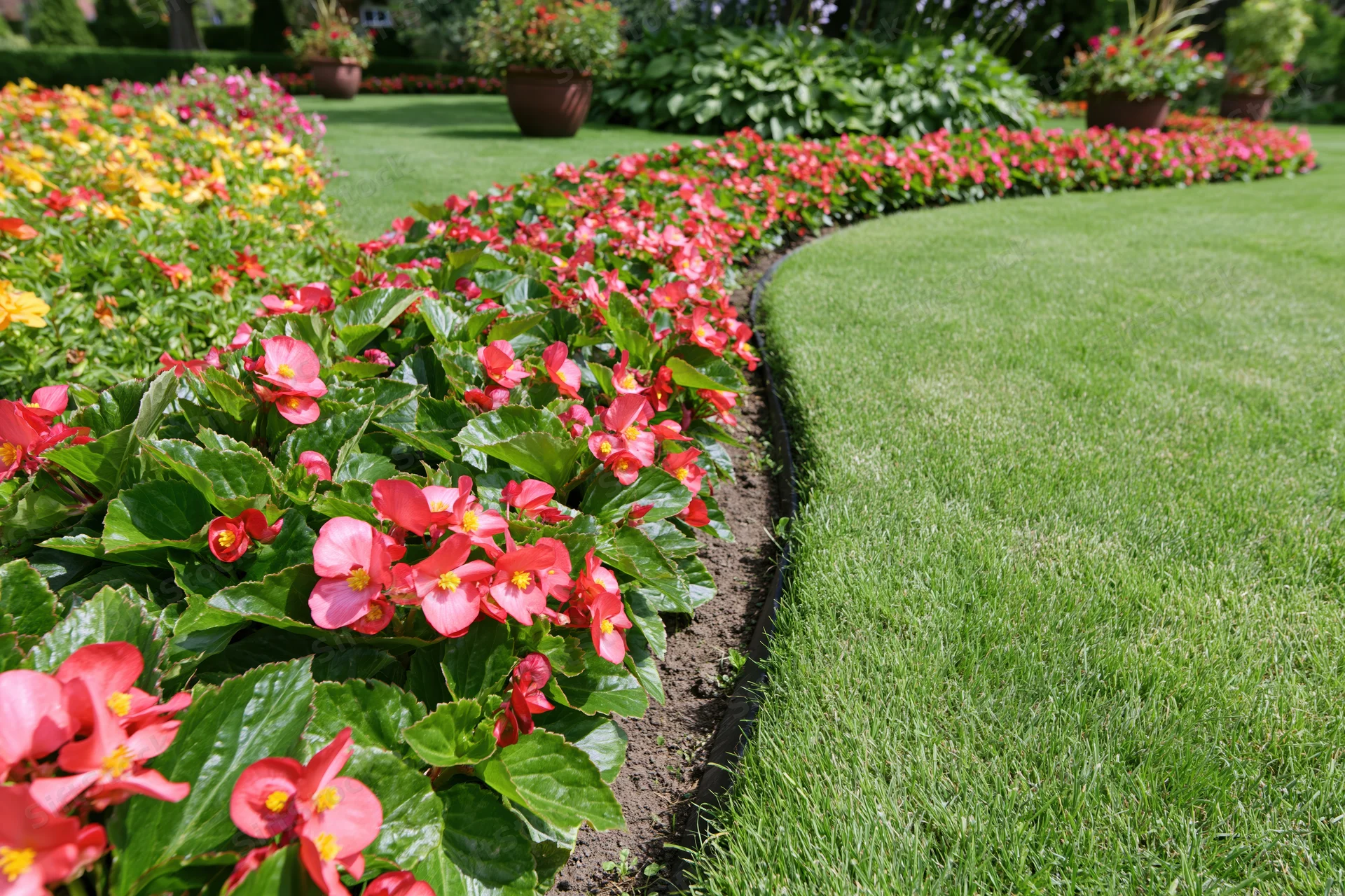 Curved flower beds with red pink and yellow begonias bordering a green lawn