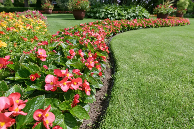 Curved flower beds with red pink and yellow begonias bordering a green lawn