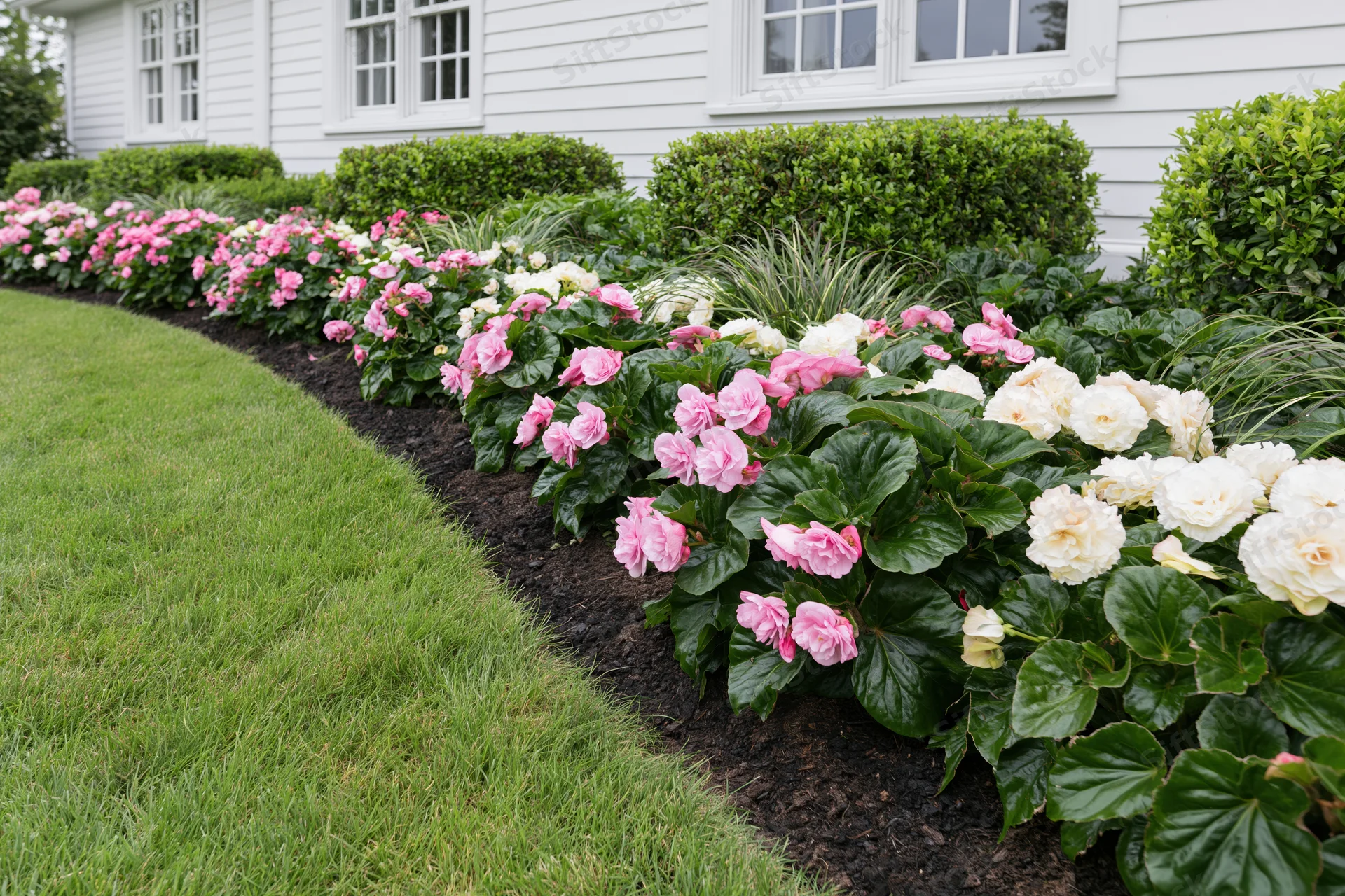 Curved flowerbed with pink and white begonias along a white clapboard house exterior