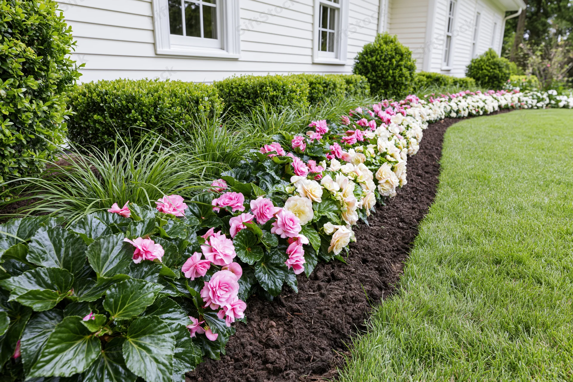 Curved flowerbed with pink and white begonias along a white clapboard house exterior