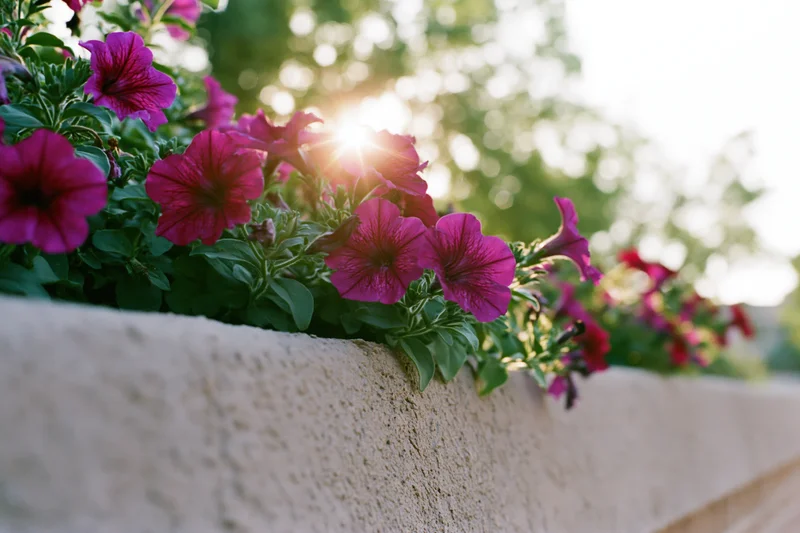 Magenta petunias blooming along a concrete garden wall in sunlight