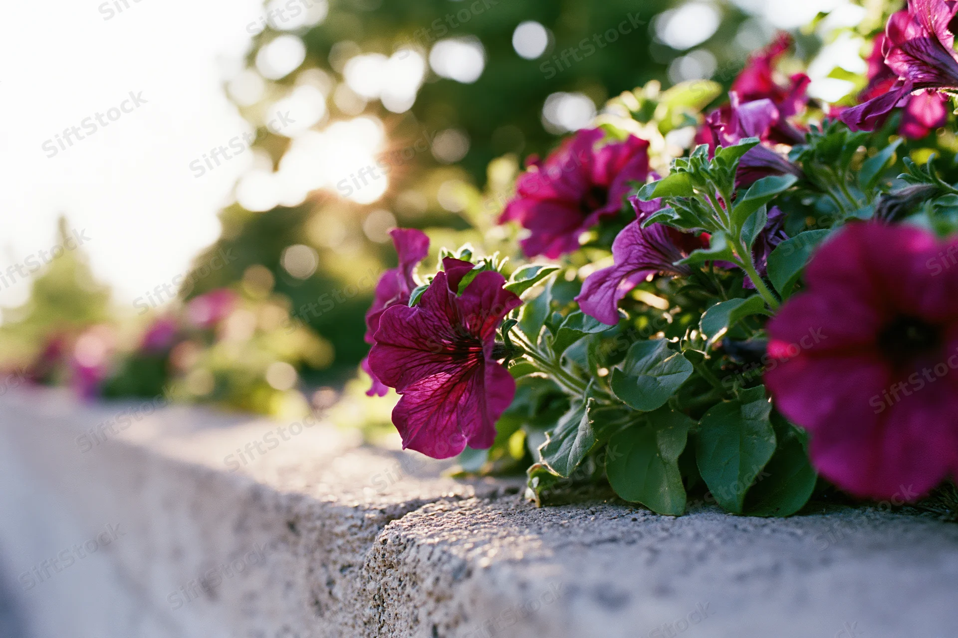 Magenta petunias blooming along a stone garden border in sunlight