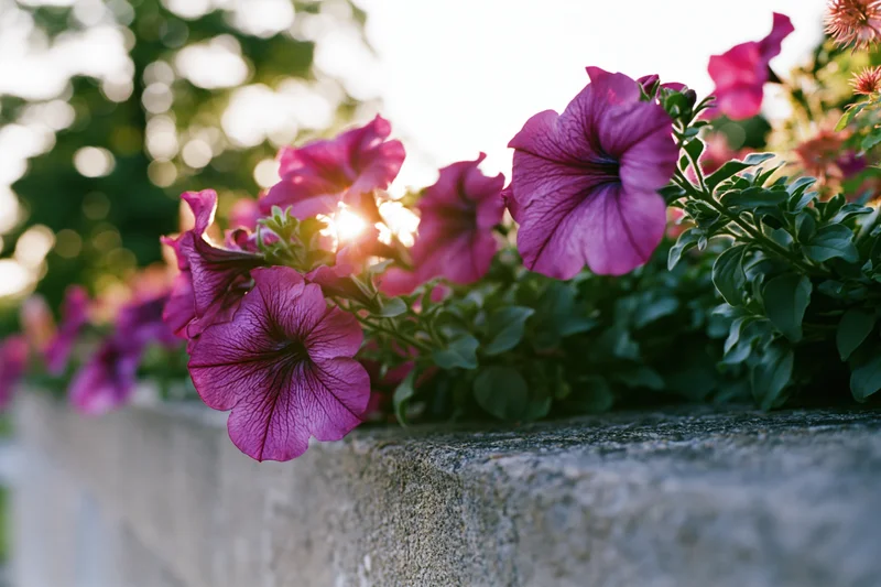 Magenta petunia flowers blooming along a stone garden wall in sunlight