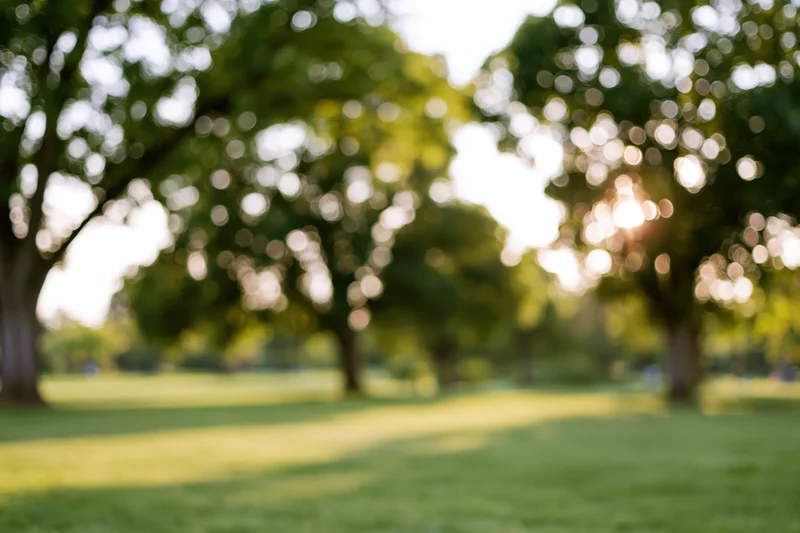 Defocused view of a sunny public park with large mature trees and green grass