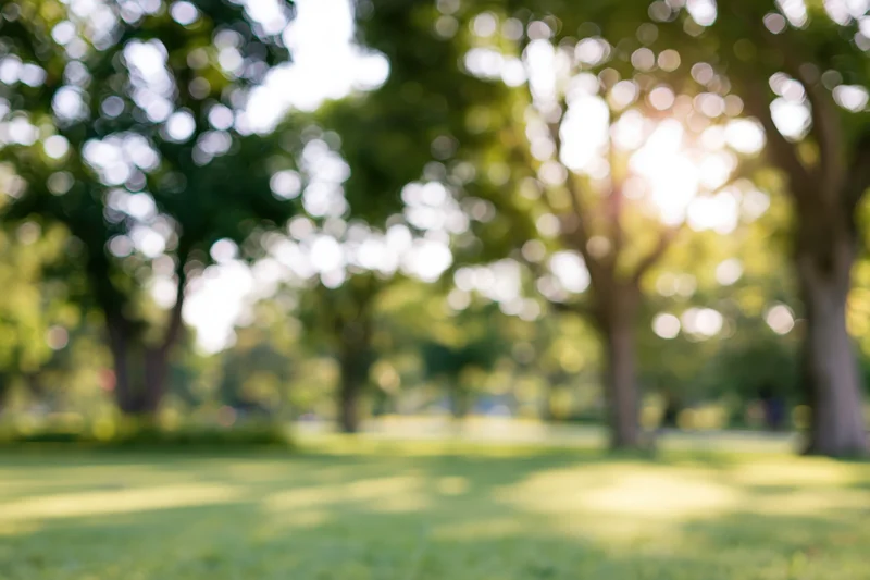 Defocused view of a sunny public park with large mature trees and green grass