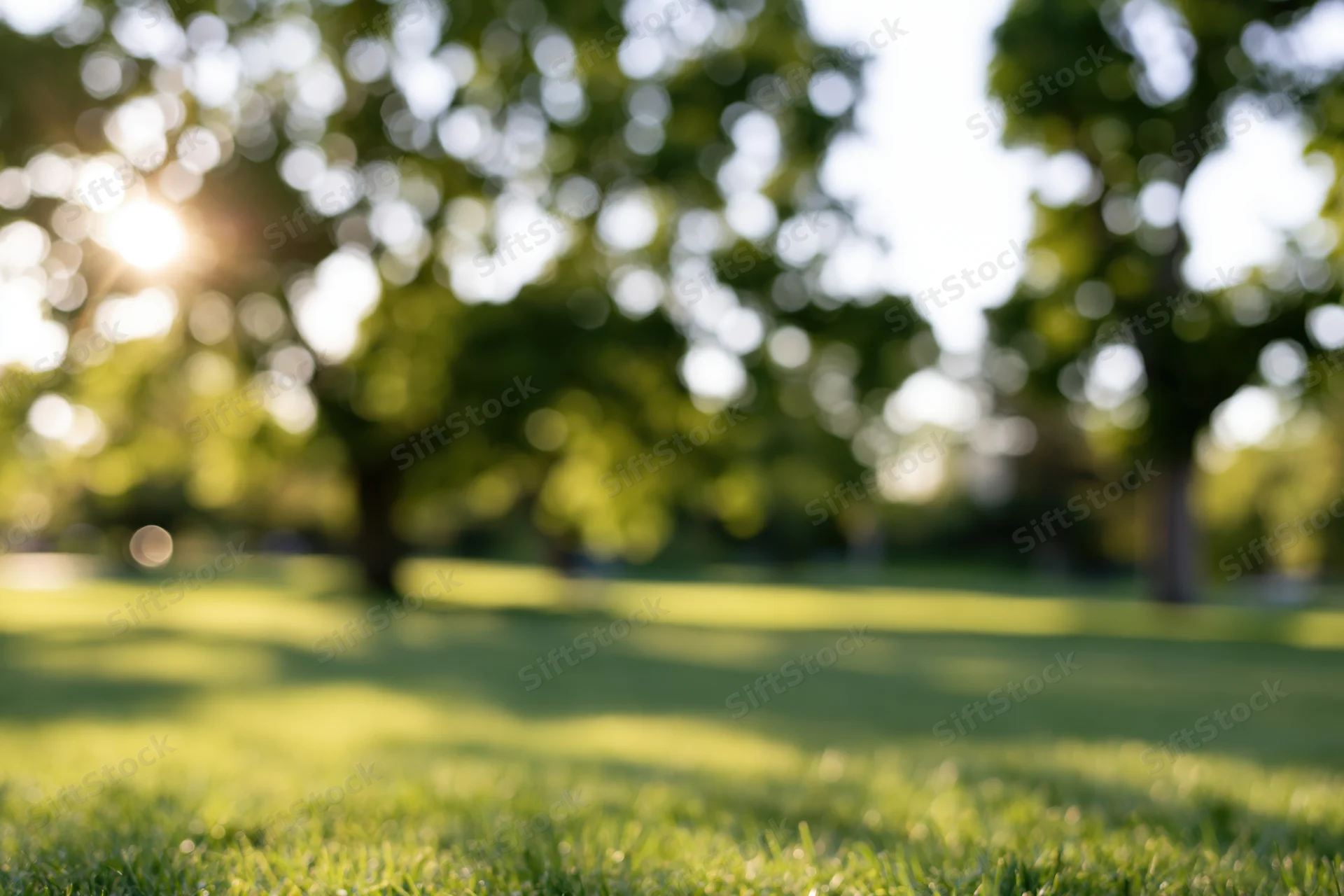 Sunlit grass in a park with blurred trees and dappled light