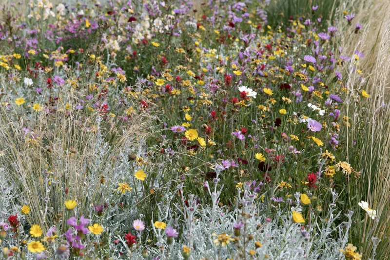 Dense mixed wildflower meadow in full bloom with yellow, purple, red and white flowers among green grass and silver foliage