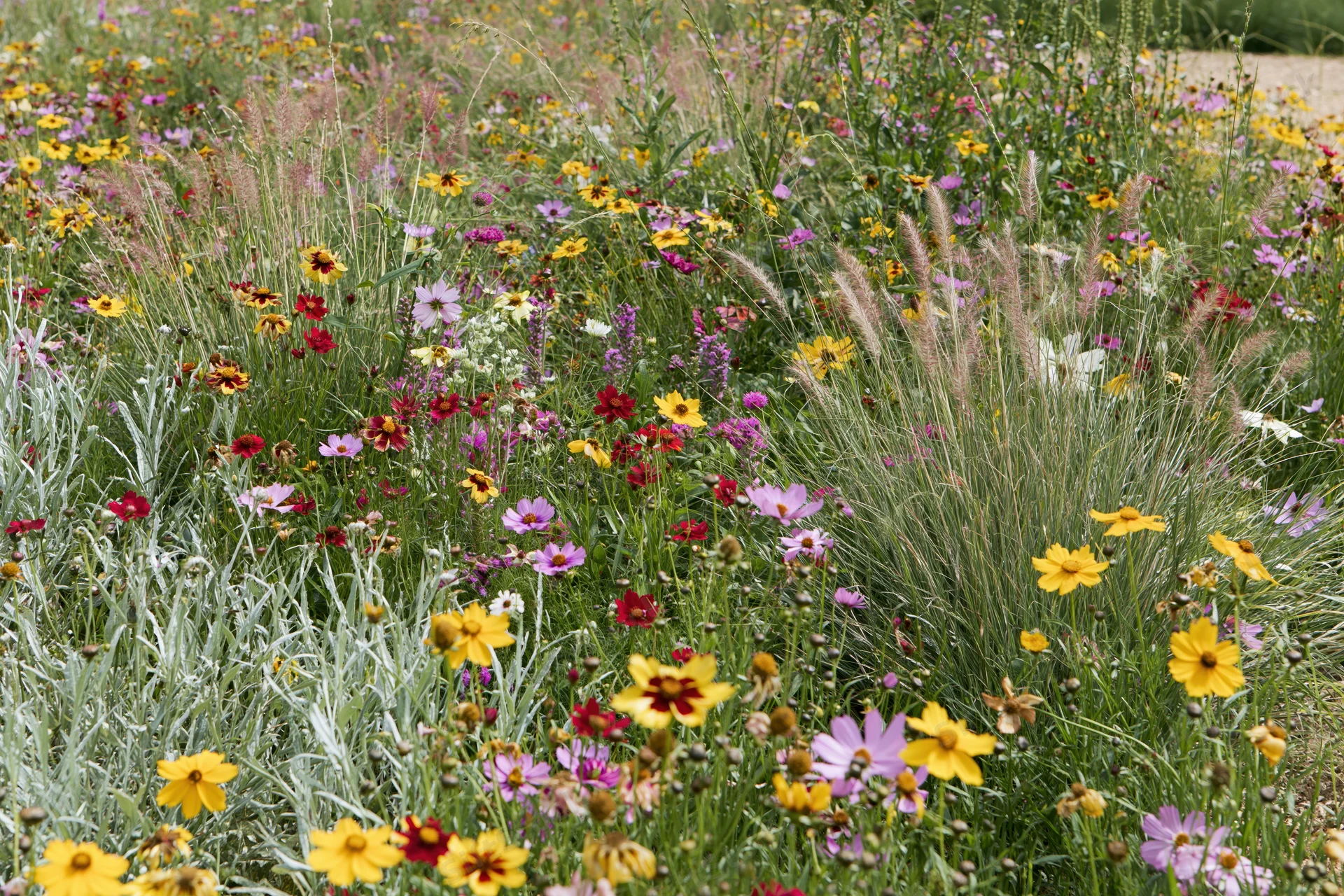 Dense mixed wildflower meadow in full bloom with yellow pink and red flowers among green grass and foliage