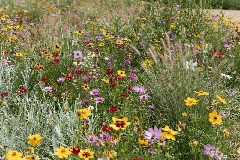 Dense mixed wildflower meadow in full bloom with yellow pink and red flowers among green grass and foliage