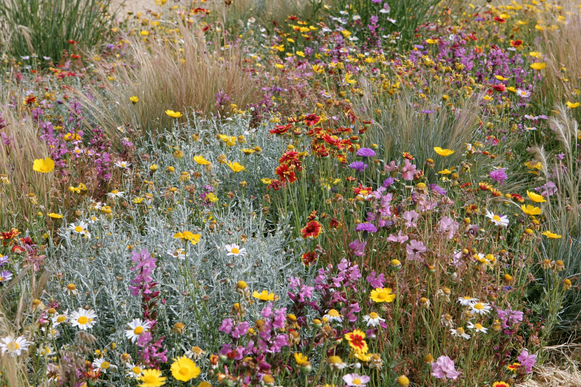 Dense mixed wildflower meadow in full bloom with yellow, purple, pink, and white flowers among tall grasses and green foliage
