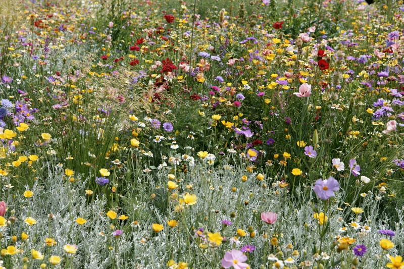 Dense mixed wildflower meadow in full bloom with yellow, purple, pink, and white flowers among green foliage and grass