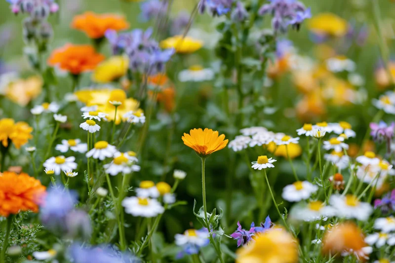 Dense wildflower garden bed with marigolds, chamomile, and borage in bloom