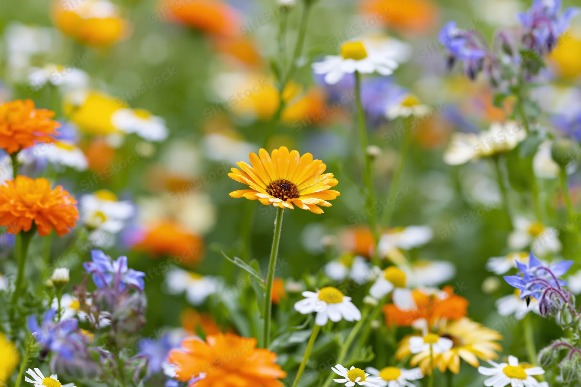 A dense wildflower garden bed with marigolds, chamomile, and borage blooming in spring