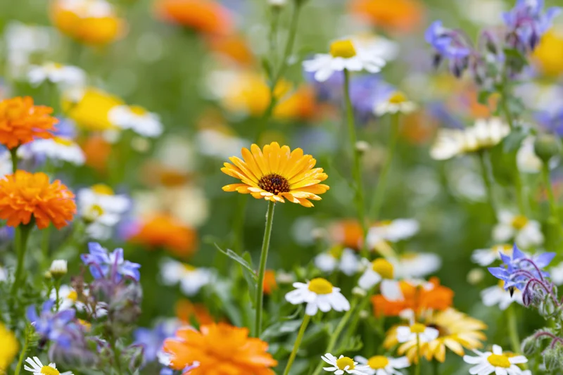 A dense wildflower garden bed with marigolds, chamomile, and borage blooming in spring
