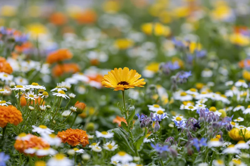 A dense wildflower garden bed with marigolds, chamomile, and borage blooming in spring