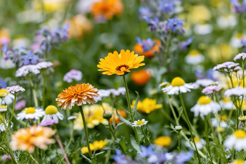 Dense wildflower garden bed with marigolds, chamomile, and borage in bloom