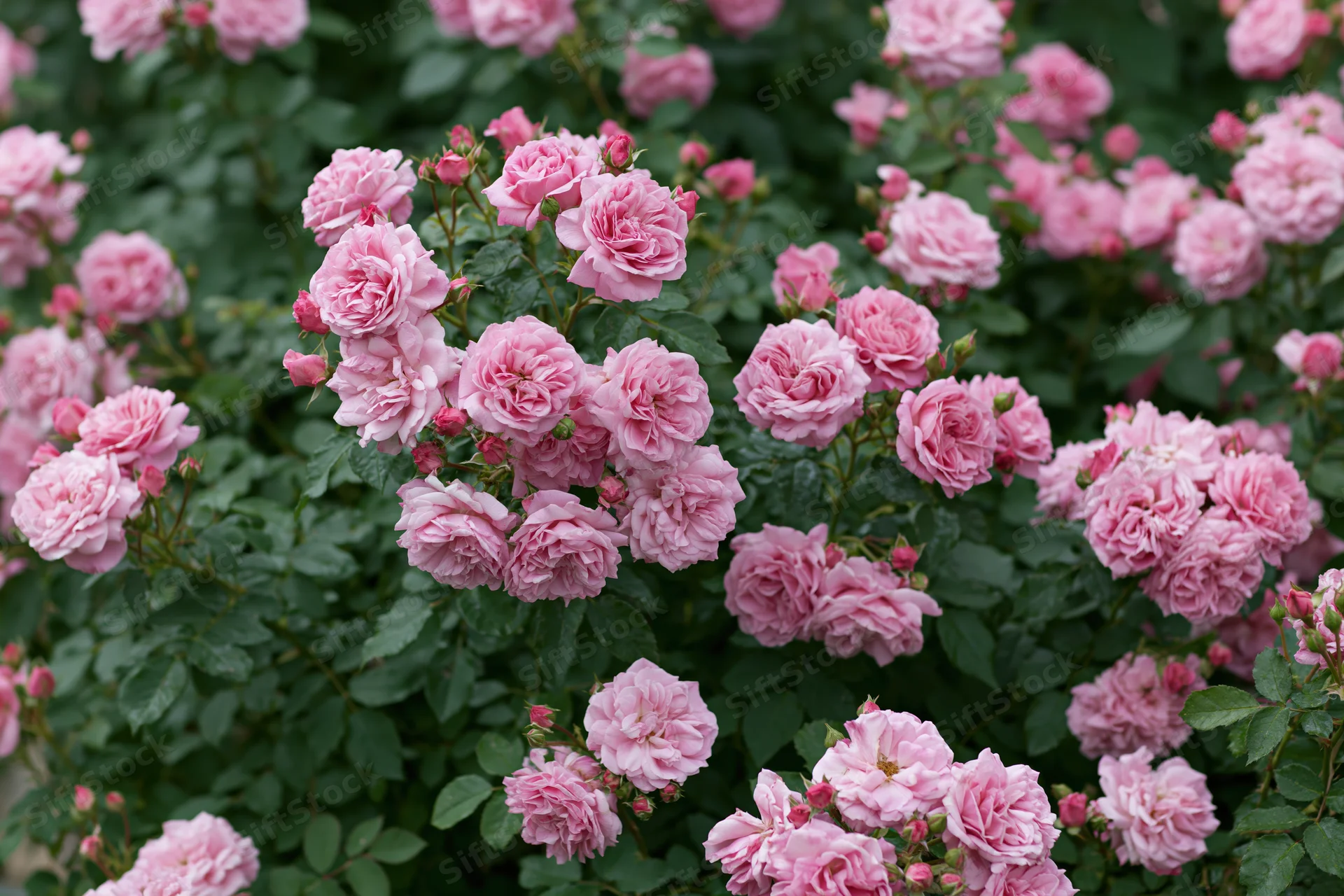 Dense cluster of pink roses in full bloom on a green bush in a garden