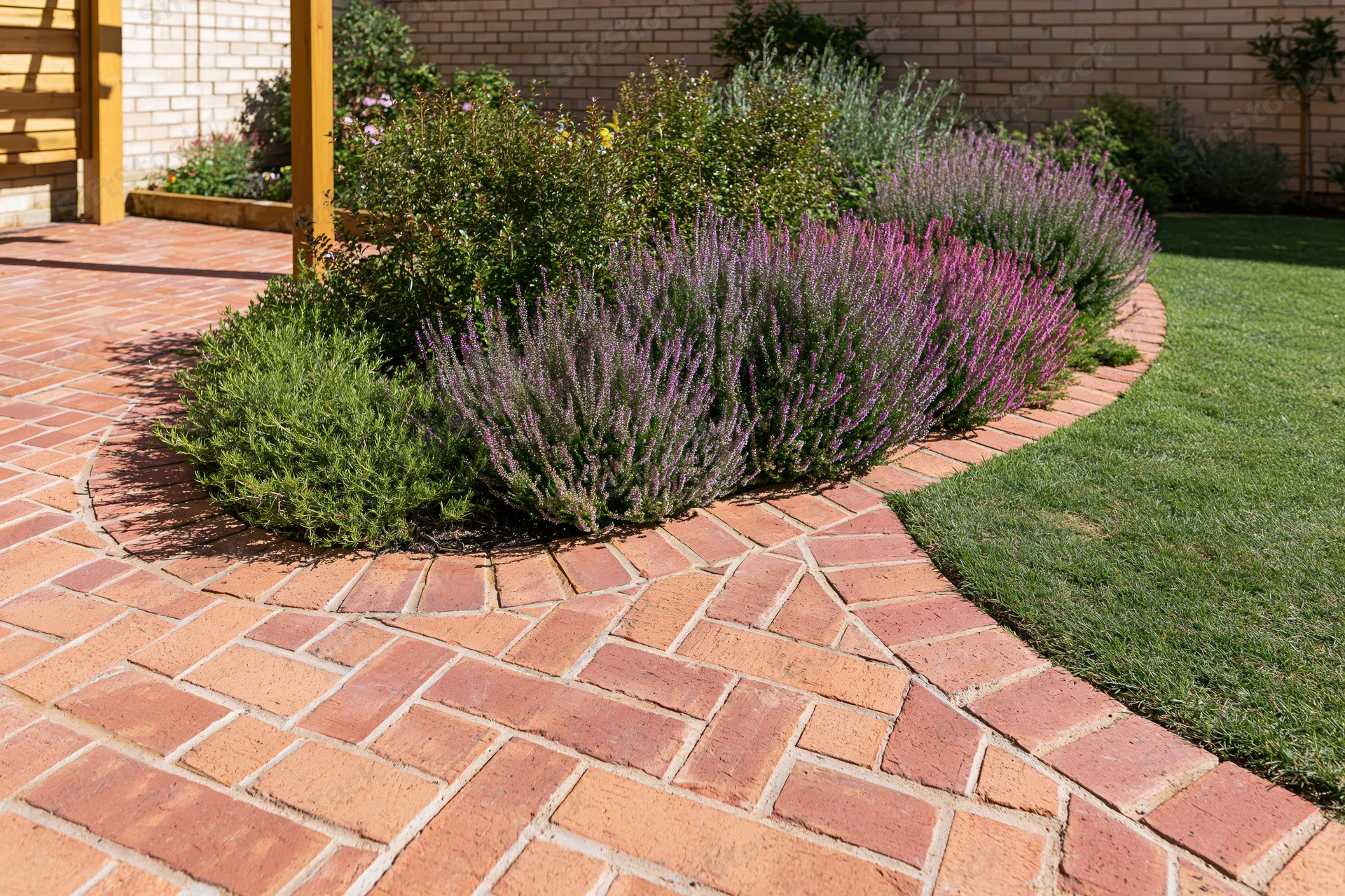 Curved brick pathway borders a lavender garden in a landscaped backyard