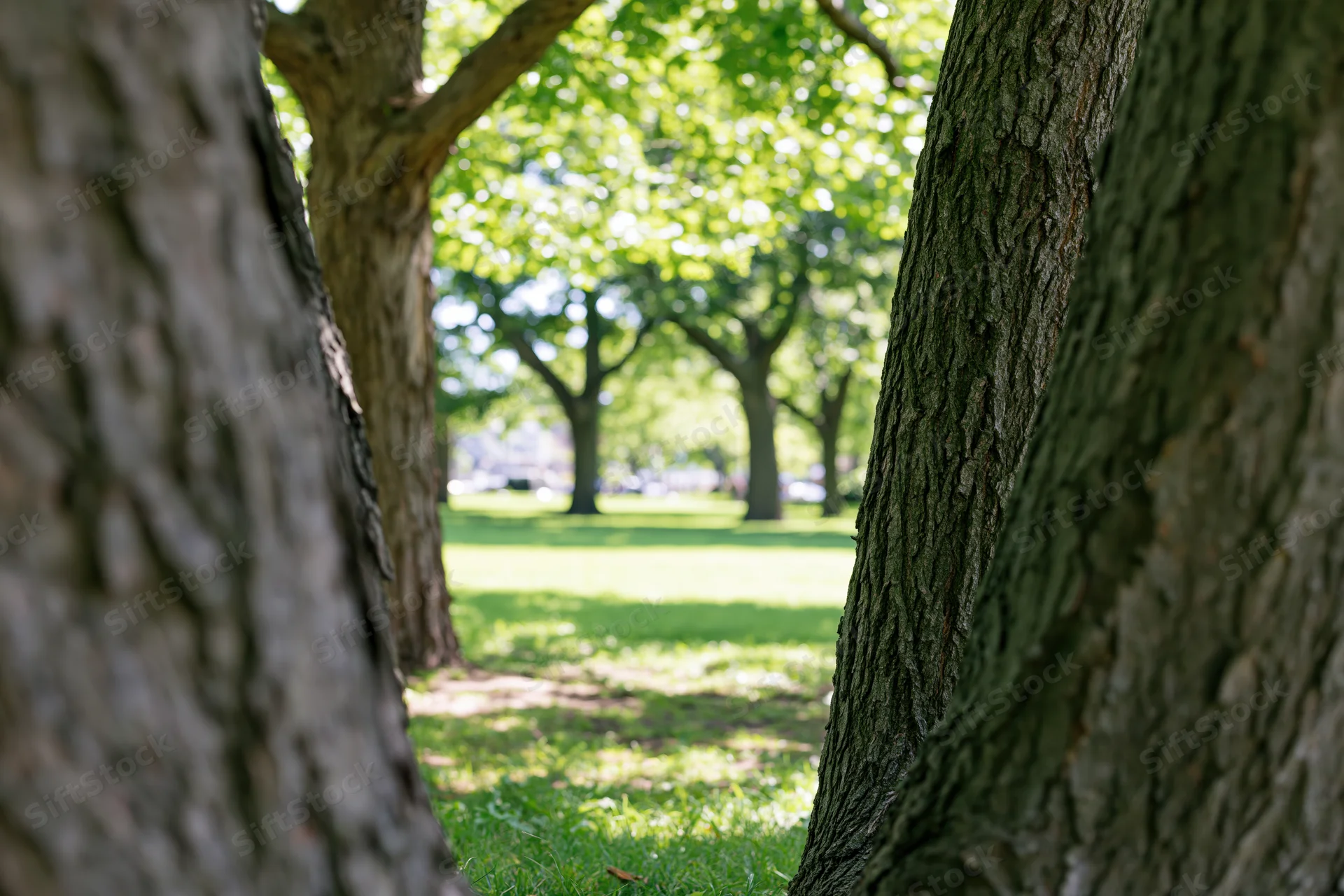 View through tree trunks in a sunlit city park with green grass and leafy canopy in background