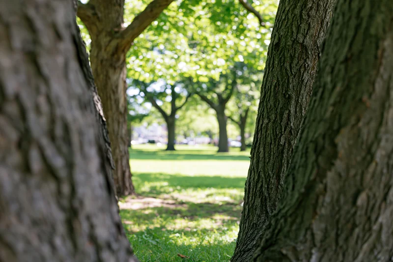 View through tree trunks in a sunlit city park with green grass and leafy canopy in background