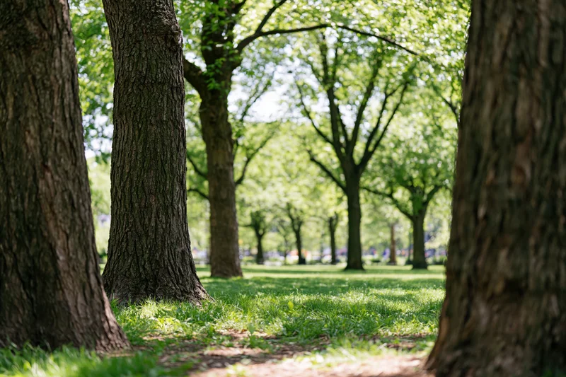 Trees lining a grassy path in a city park on a sunny afternoon