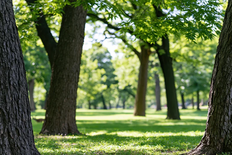 Sunlit park scene viewed through tree trunks with green grass and dappled shade