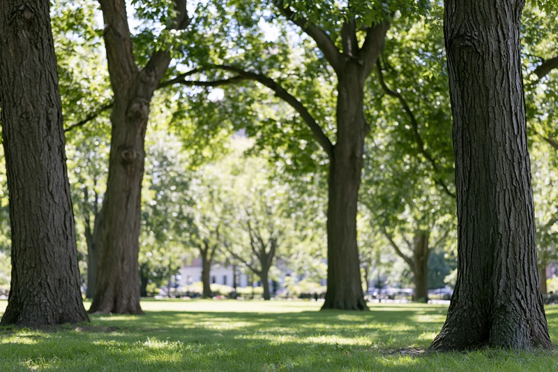 Wide view of trees in a city park with sunlight filtering through the canopy onto the grassy lawn