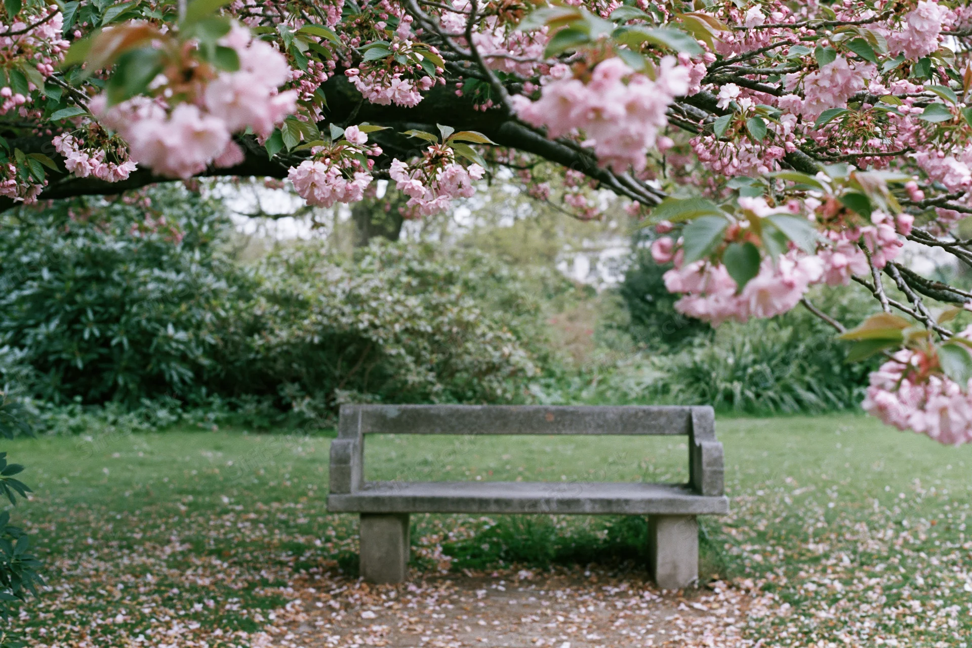 Weathered stone bench beneath blooming cherry tree in park during spring