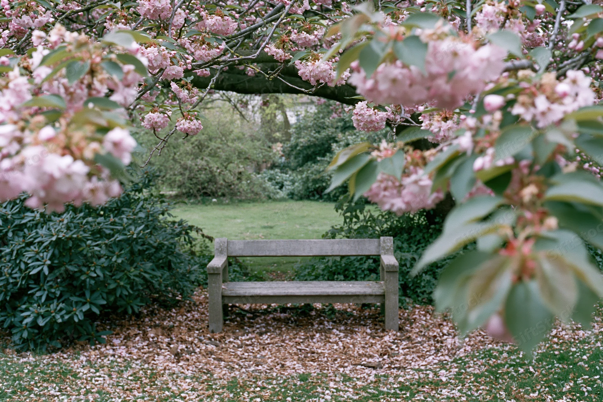 Weathered stone bench under blooming cherry tree in spring garden