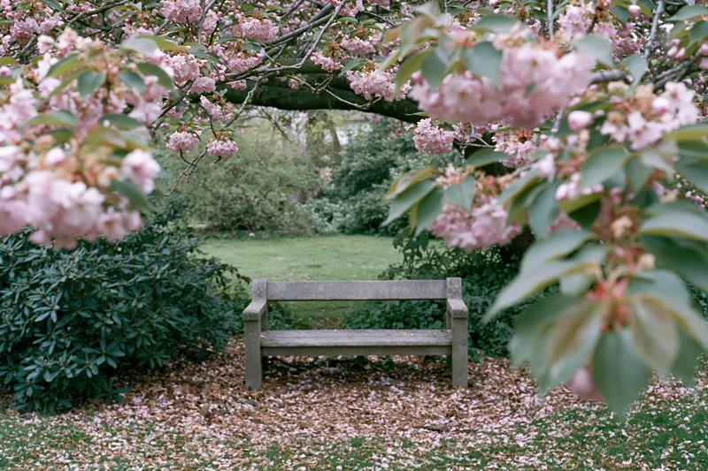 Weathered stone bench under blooming cherry tree in spring garden