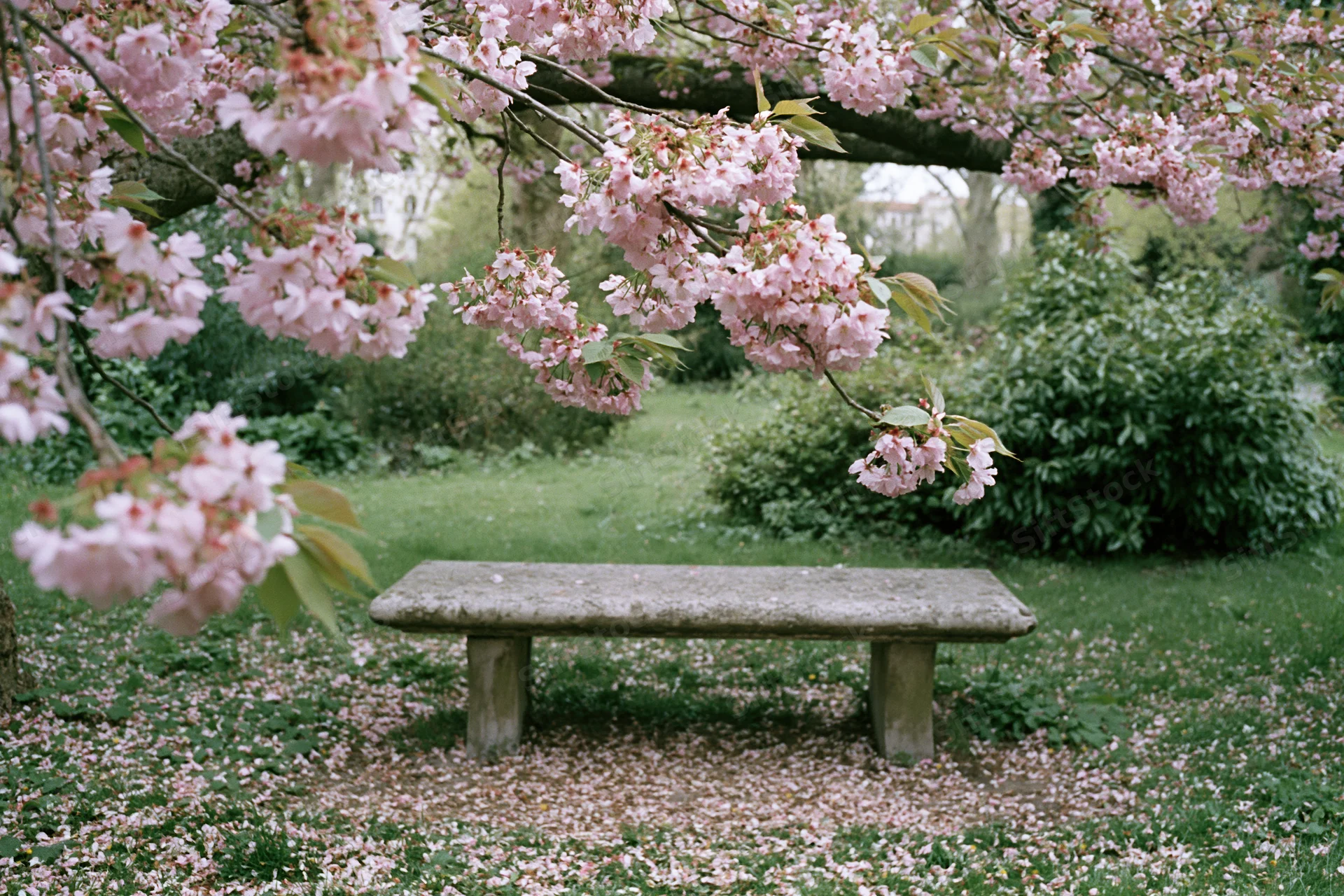 Stone bench under cherry blossom canopy in a garden with petals scattered on grass