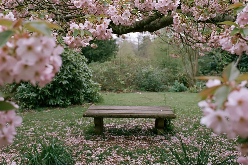 Stone bench under cherry blossom canopy in a garden with petals scattered on grass