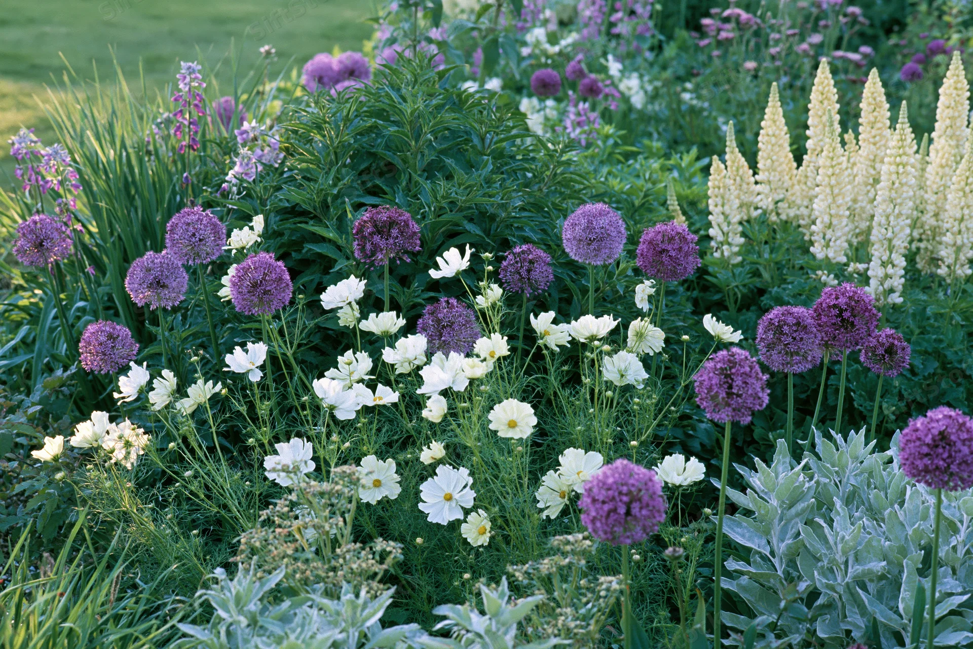 A cottage garden border in early summer bloom with purple allium, white cosmos, and foxglove among green foliage