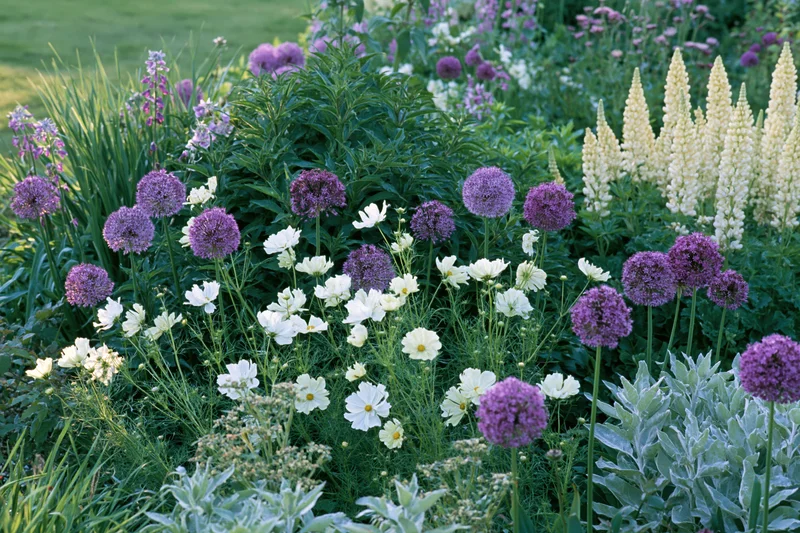 A cottage garden border in early summer bloom with purple allium, white cosmos, and foxglove among green foliage