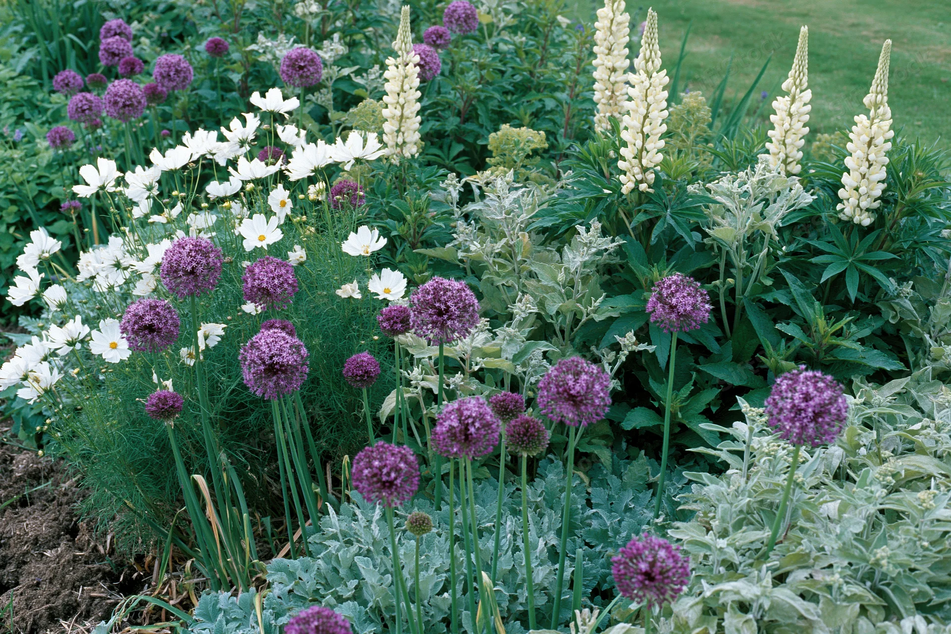 A cottage garden border in early summer bloom with purple alliums, white cosmos, and silvery lamb'sear plants