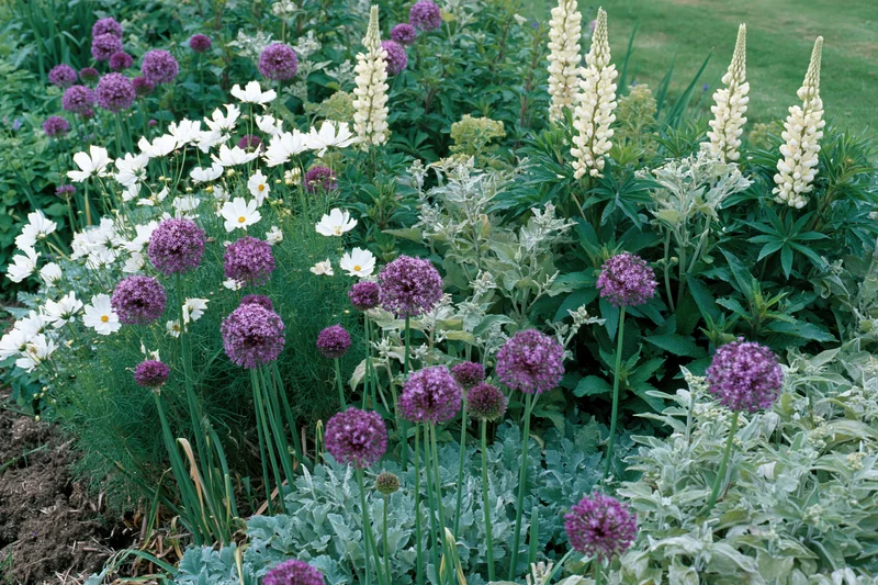 A cottage garden border in early summer bloom with purple alliums, white cosmos, and silvery lamb'sear plants